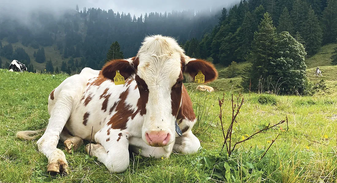Kuh Allgäu © a3kultur / kaj