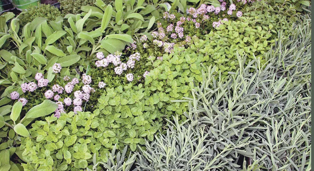Kräutersommer © Oda S. Bauersachs