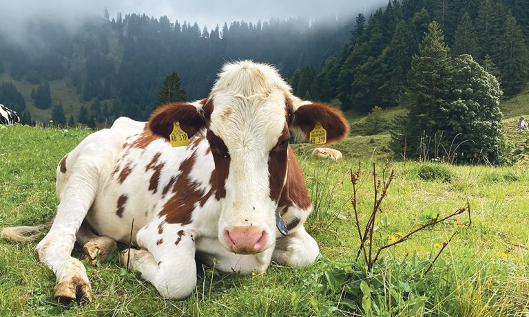 Kuh Allgäu © a3kultur / kaj